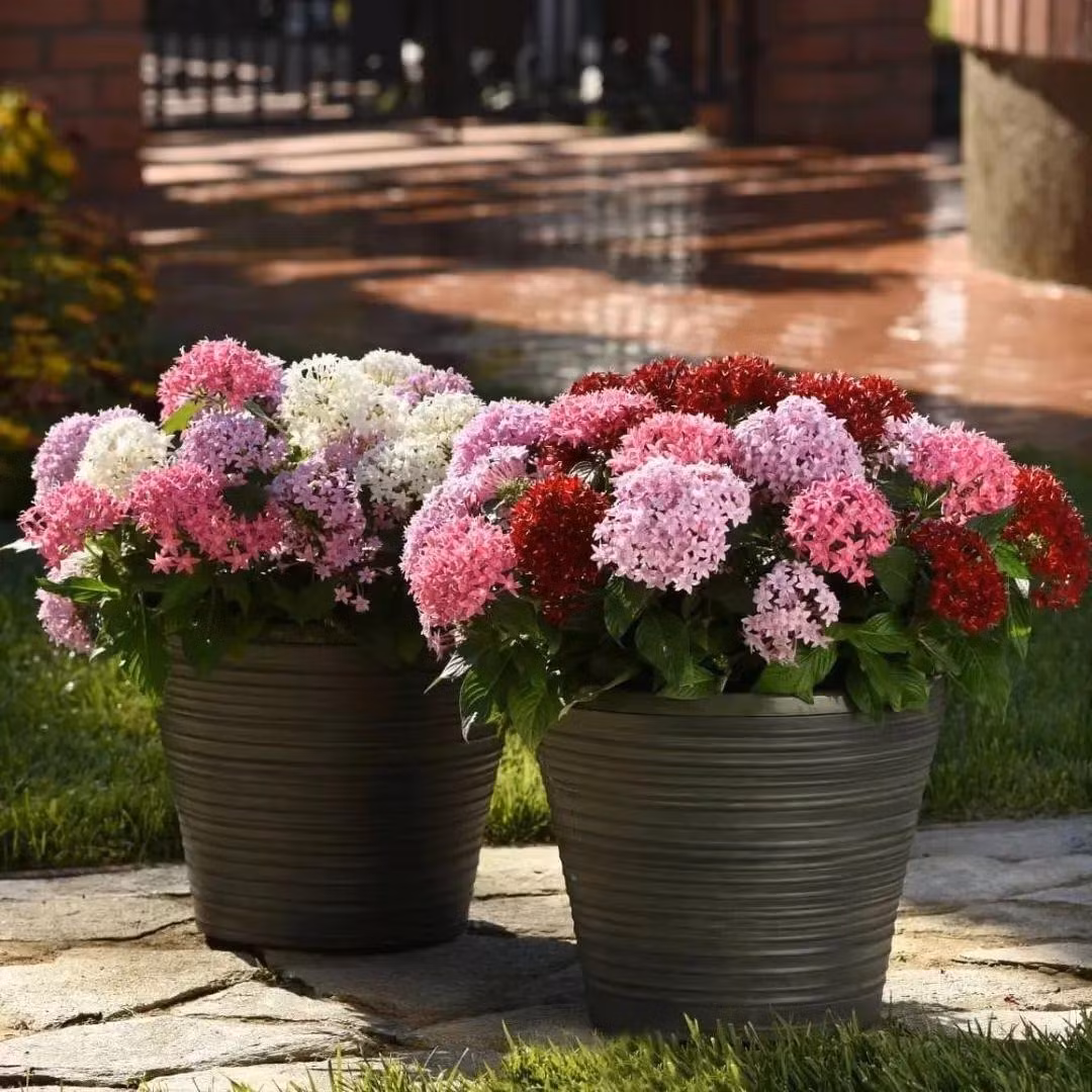 Hoa viễn châu có 5 cánh, màu sắc đa dạng như đỏ, hồng, tím, trắng... Hoa mọc thành cụm tạo thành các "quả bóng" tròn. Nếu chỉ nhìn hoa sẽ thấy hoa diễm châu giống hoa mẫu đơn ta, hoa cẩm tú cầu hoặc hoa của cây bỏng truyền thống. 