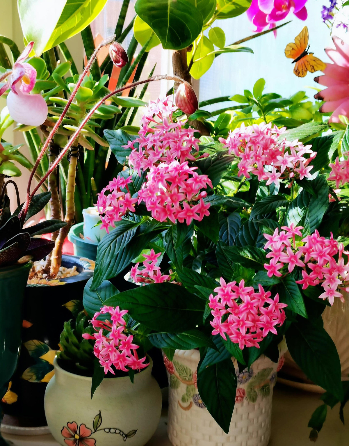 Giống như nhiều loài hoa khác, hoa diễm châu mang trong mình ý nghĩa là những hạt ngọc châu kiều diễm, kiêu sa biểu tượng cho niềm vui, hạnh phúc và may mắn.