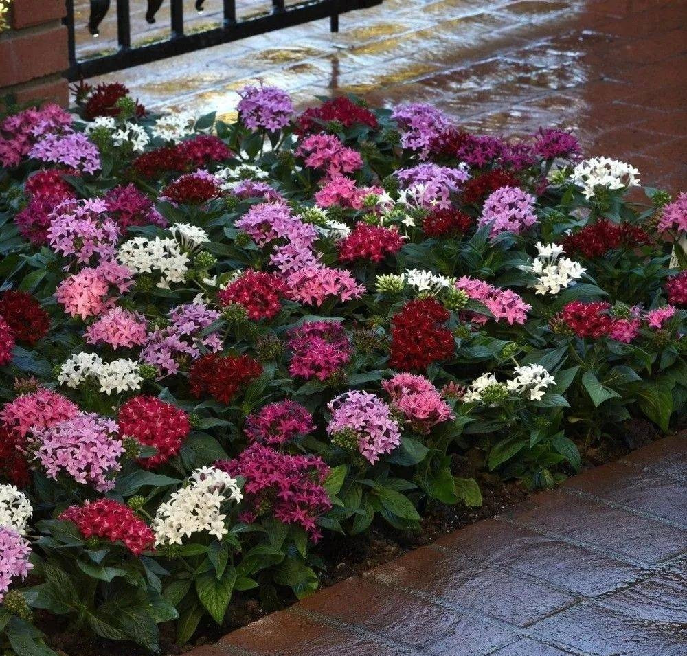 Trong quá trình cắt và nhân giống, bạn nên chú ý giữ cho đất trồng trong chậu hơi ẩm, môi trường phải thông thoáng, có độ ẩm nhất định. Sau khoảng ba hoặc bốn tuần, cành giâm sẽ ra rễ và nảy mầm.