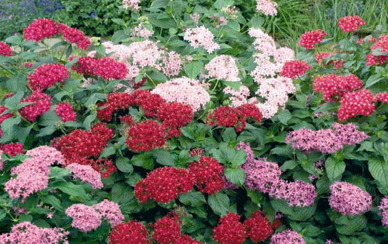 Bạn có thể trồng hoa trong chậu, giỏ, hay khu vườn nhỏ đều được. Cây khá ưa nắng, dễ sống, sinh trưởng tốt và cho hoa đẹp trong điều kiện chăm sóc đầy đủ.