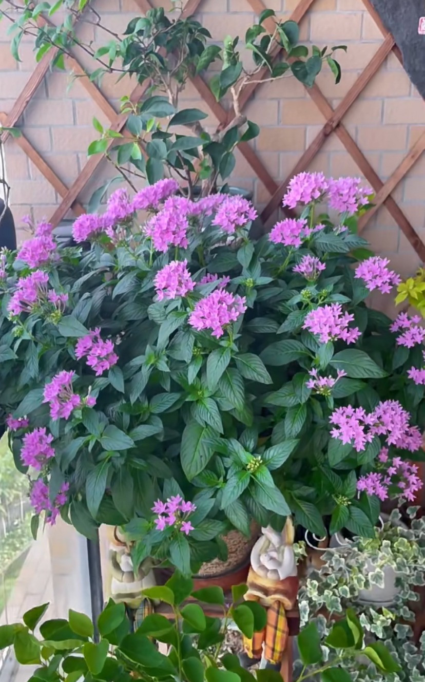 Cây cảnh tương đối hiếm khi bị nhiễm sâu bệnh, nhưng thỉnh thoảng bị nhiễm rệp hoặc nhện đỏ. Hãy chú ý kiểm tra thường xuyên. Nếu thông gió quá kém và không khí đặc biệt khô, hãy chú ý tăng cường thông gió và tăng độ ẩm.