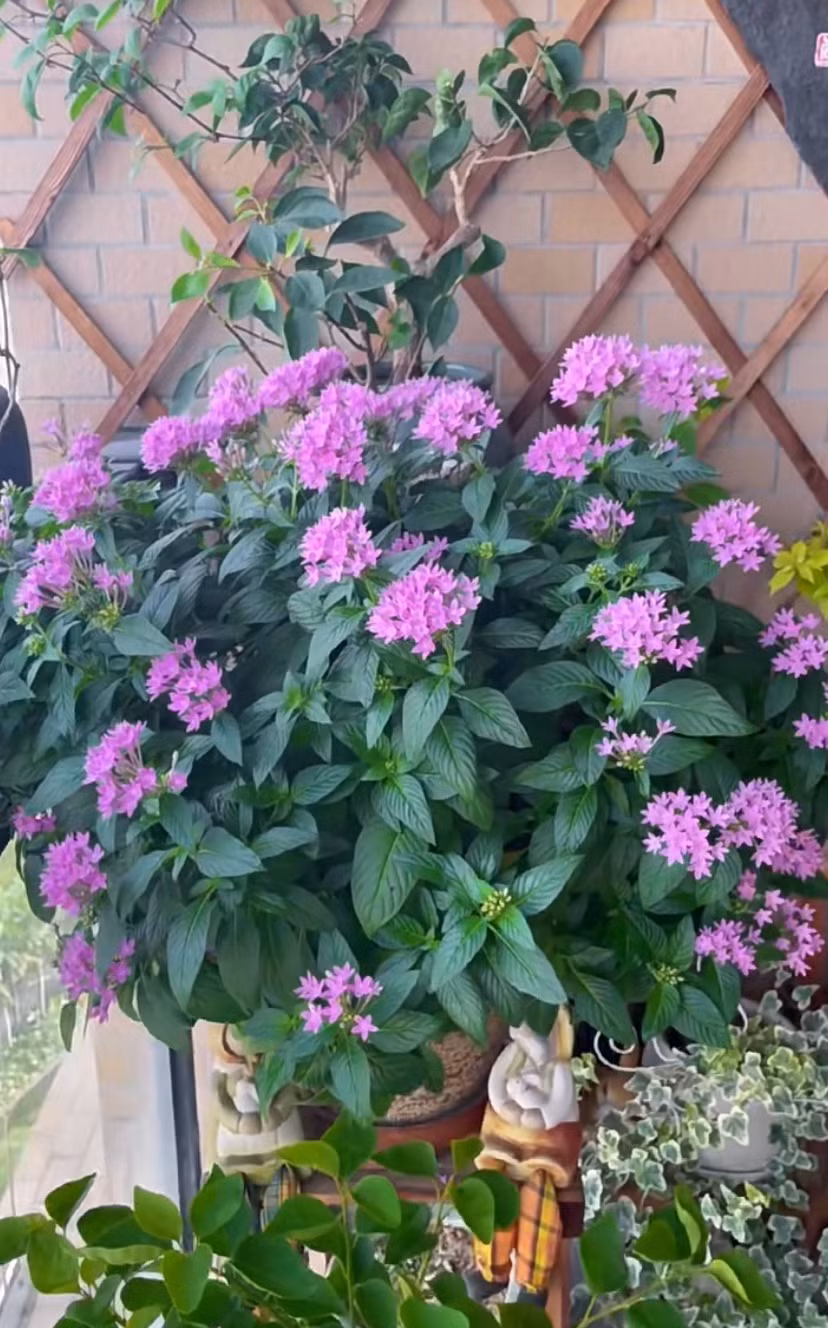 Cây cảnh tương đối hiếm khi bị nhiễm sâu bệnh, nhưng thỉnh thoảng bị nhiễm rệp hoặc nhện đỏ. Hãy chú ý kiểm tra thường xuyên. Nếu thông gió quá kém và không khí đặc biệt khô, hãy chú ý tăng cường thông gió và tăng độ ẩm.