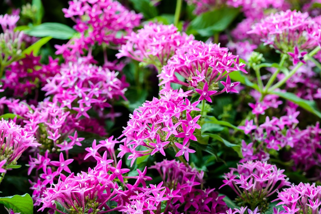  Đất bầu để trồng hoa diễm châu phải đạt được độ thoáng khí nhất có thể. Đất cũng cần có độ phì nhất định và thoát nước tốt. Bạn có thể chọn loại đất dinh dưỡng có công thức phổ biến trên thị trường để trồng trọt, đất bầu từ 6,0 đến 7,0 là rất thích hợp. 