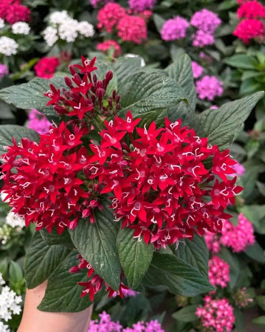  Chỉ cần bạn đừng để cây cảnh ở nơi quá tối là nó có thể phát triển tốt. Ngoài ra, chậu hoa diễm châu bạn vừa mua không nên đột ngột chuyển sang nơi có nhiều ánh nắng hơn. Khi mua về, bạn nên để cây trong bóng râm 1 tuần rồi hãy chuyển ra nắng. 