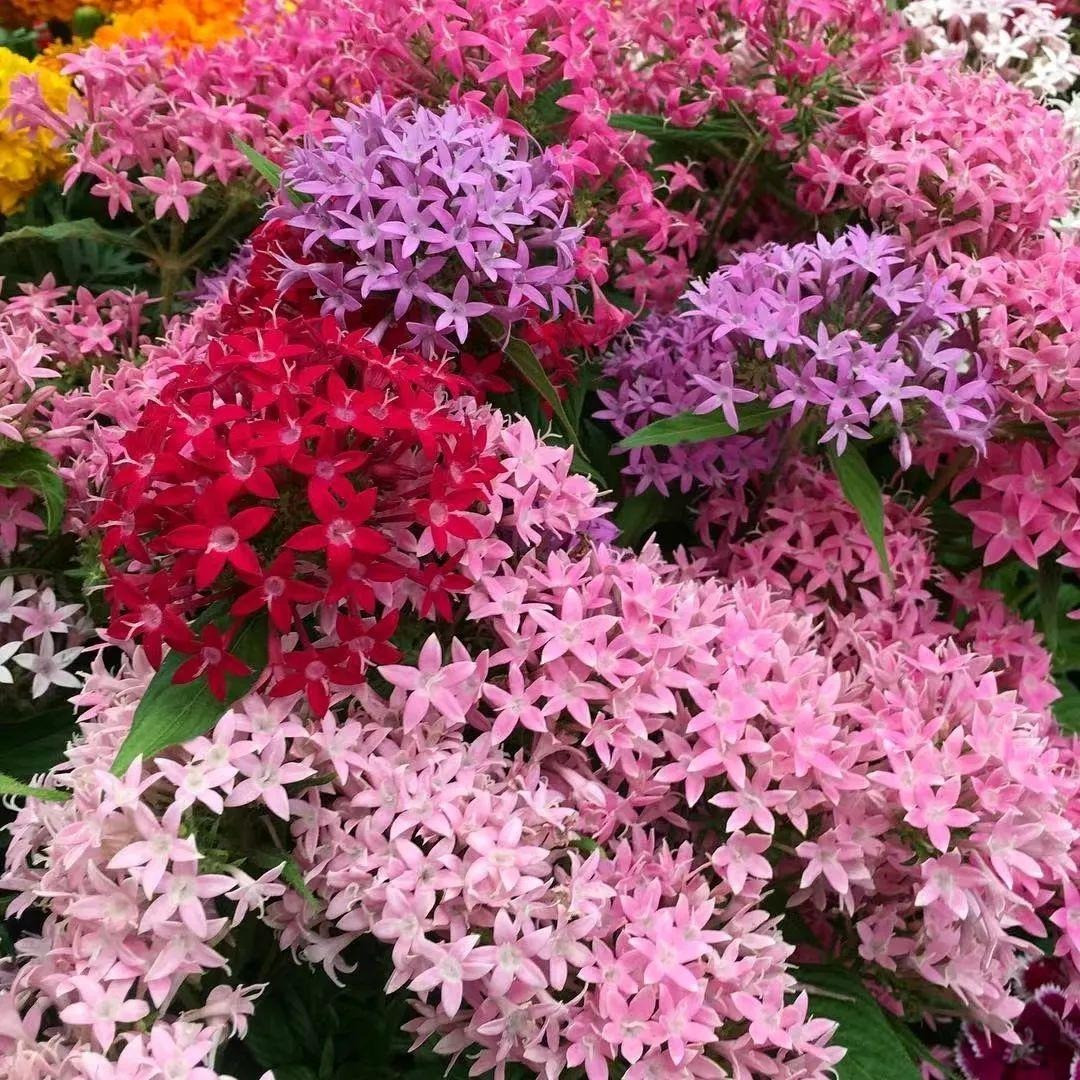  Đây là loại cây bụi lâu năm, có thể nở hoa quanh năm chỉ cần nhiệt độ trên 15 độ và có nhiều ánh sáng là bạn có thể thường xuyên nhìn thấy cây cảnh này nở hoa. Cây cao đến 180cm, thân cây tròn nhỏ, có màu xanh. 