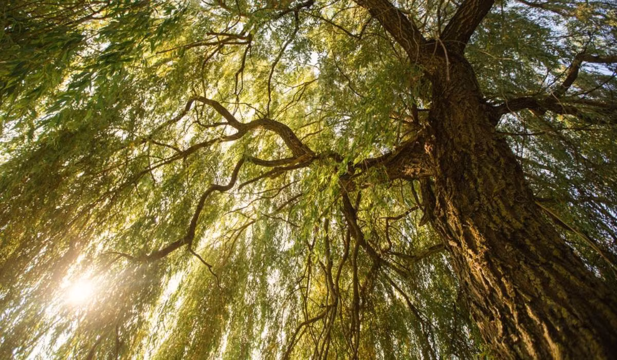 Ngoài ra, đặc điểm sinh trưởng của cây liễu không thích hợp để trồng trong sân. Cây liễu có hệ thống rễ rất phát triển nên có thể dễ dàng làm hỏng đường ống ngầm và các công trình xây dựng. Ảnh minh họa Toutiao