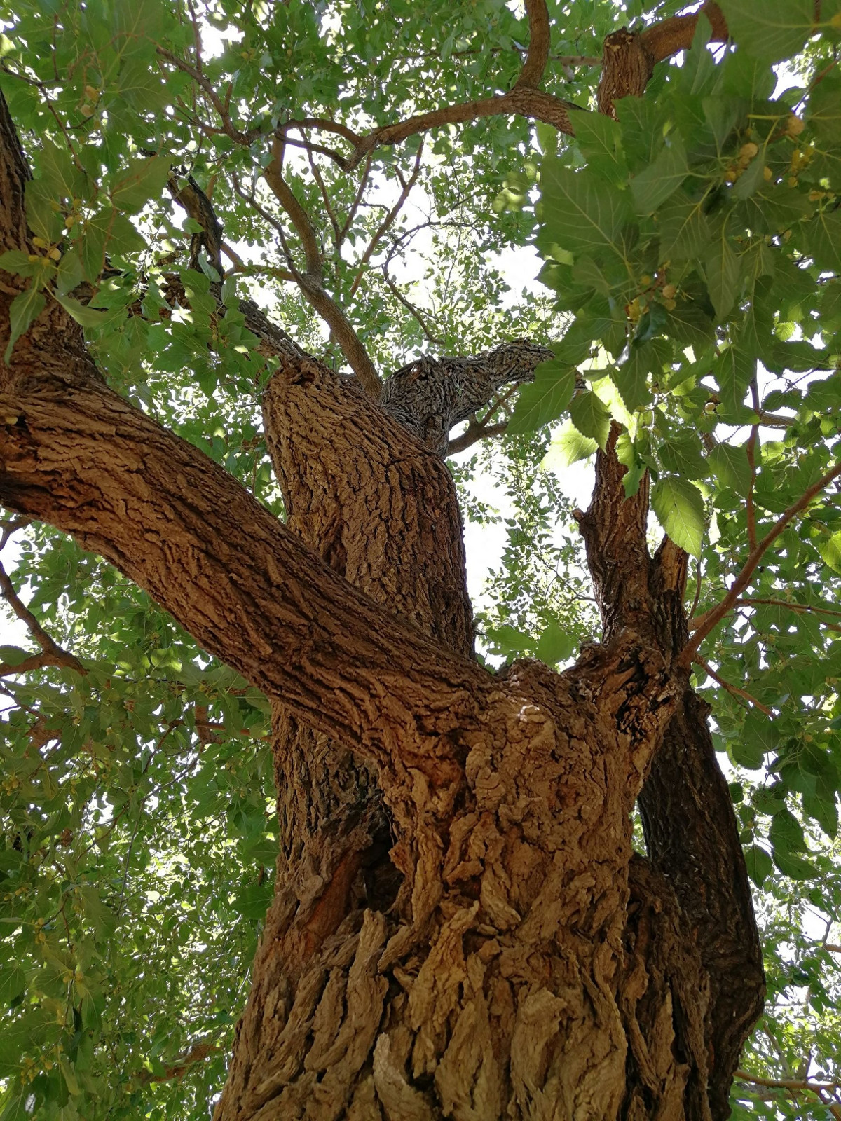 Ngoài ra, cây dâu tằm còn thường được dùng làm quan tài, càng làm tăng thêm hình ảnh “đen đủi” của nó. Ảnh minh họa Toutiao