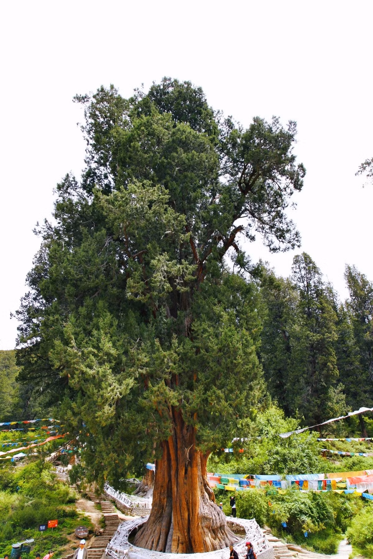 Đồng thời, cây bách có hệ thống rễ phát triển tốt và có thể gây hư hại đến nền móng và kết cấu công trình của sân nếu không được trồng đúng cách. Vì vậy, người xưa khuyên không nên trồng cây bách trong sân nhà.