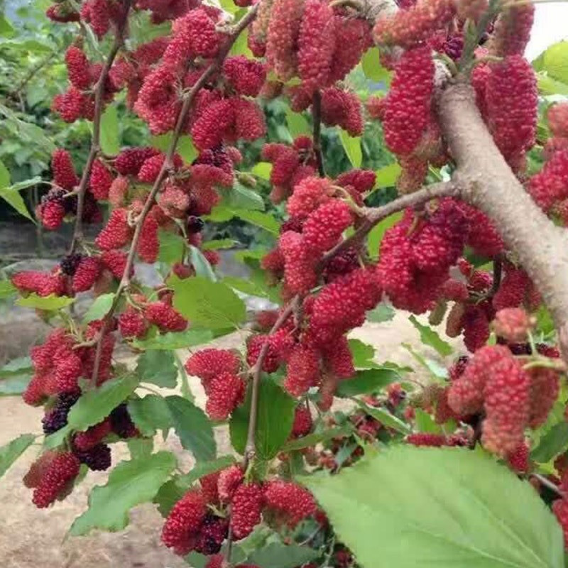  2. Người xưa dặn: Trồng dâu trong sân gia đình u ám. Cây dâu rất gắn bó với đời sống người dân xưa. Lá dâu có thể dùng để nuôi tằm, dệt vải, có thể chữa bệnh, quả dâu có thể ăn được, là cây mang lại lợi ích kinh tế. 