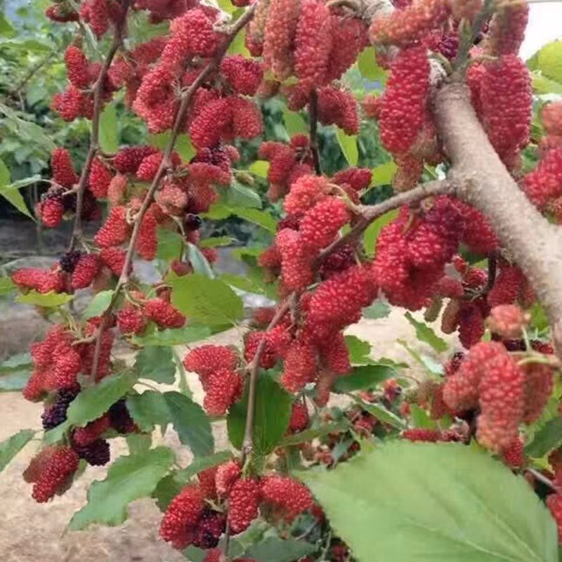  2. Người xưa dặn: Trồng dâu trong sân gia đình u ám. Cây dâu rất gắn bó với đời sống người dân xưa. Lá dâu có thể dùng để nuôi tằm, dệt vải, có thể chữa bệnh, quả dâu có thể ăn được, là cây mang lại lợi ích kinh tế. 