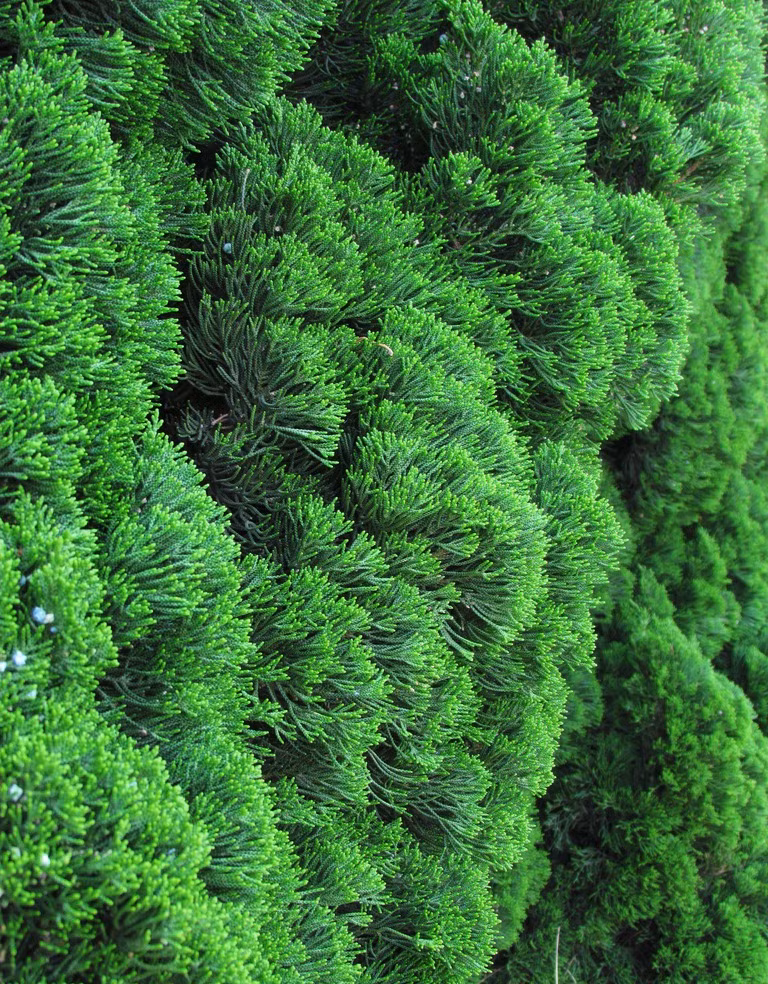 3. Người xưa dặn: Trồng bách trong sân, gia đình nghèo khó. Cây bách thường được sử dụng để trang trí nghĩa trang theo phong thủy nên người xưa cho rằng cây bách gắn liền với cái chết và không thích hợp để trồng trong nhà. 