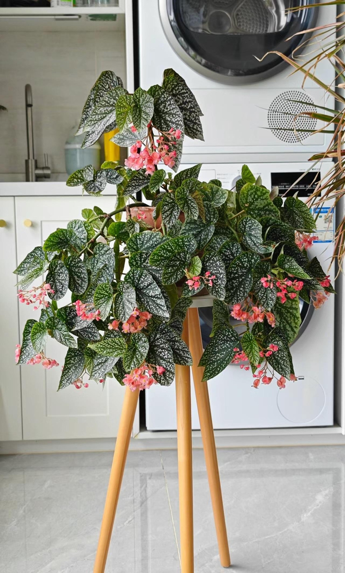  Sức sống của cây cảnh này có thể so sánh với cây kim tiền. Bạn chỉ cần tưới nước thường xuyên là cây cảnh có thể phát triển tốt. Những người yêu hoa nhưng bận rộn, không có nhiều thời gian có thể lựa chọn thu hải đường tuyết phủ này.