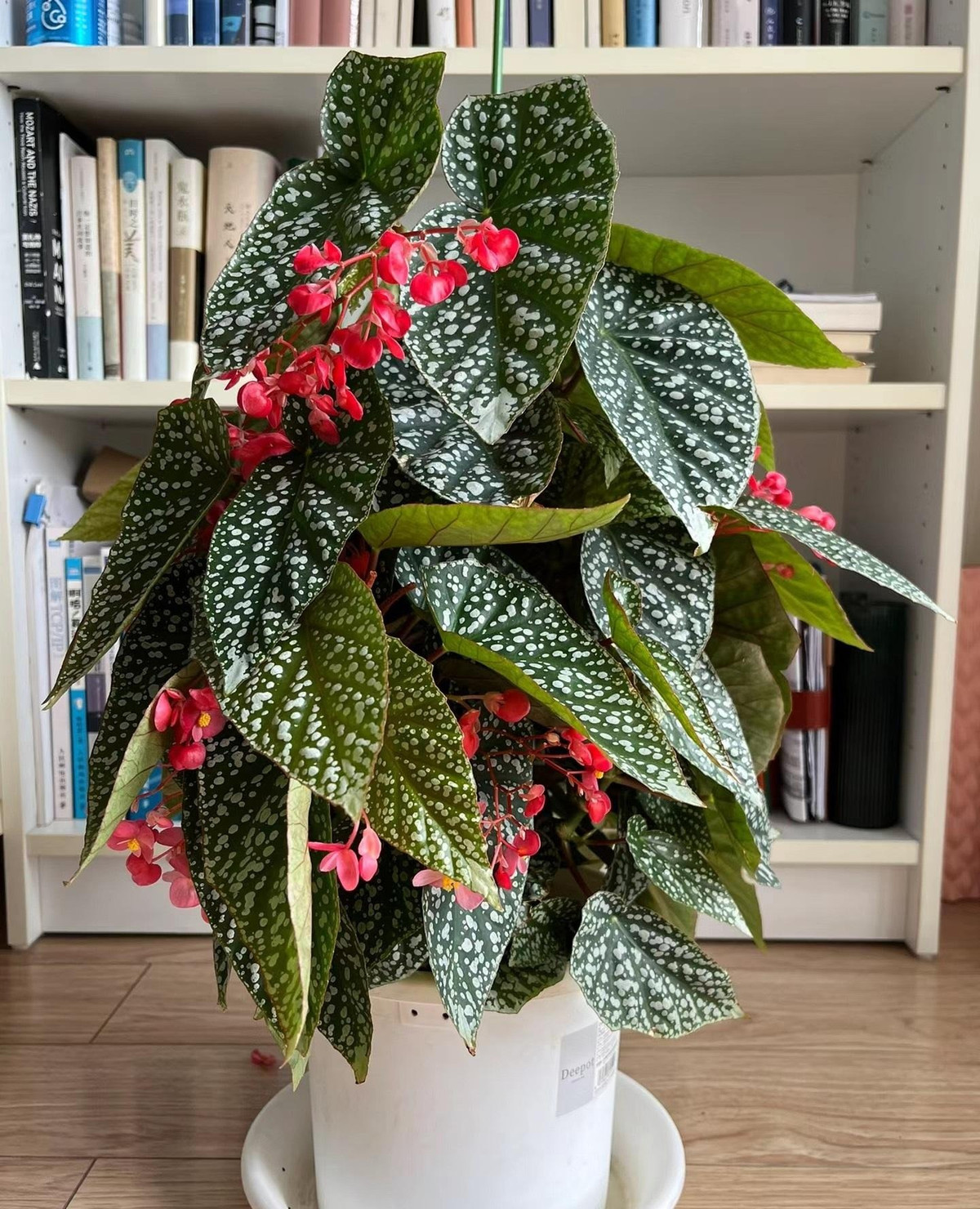 Cây cảnh rất thích hợp để trồng trong chậu hoa thông thường có đường kính 15 cm có thể phát triển vươn cao. Chiều cao của cây trong chậu có thể lên tới 50 -60 cm. Thân chính và cành phụ thẳng tắp, sạch sẽ, gọn gàng, hào phóng. 