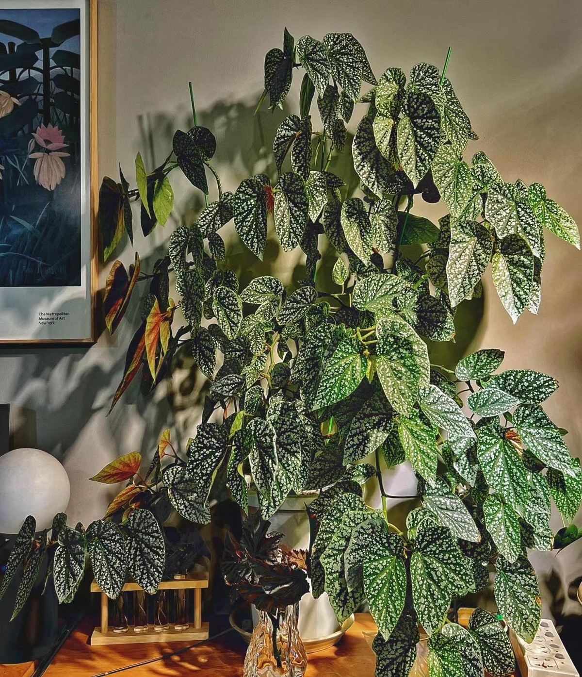 Thu hải đường tuyết phủ (Begonia "Snow Capped") là một trong những cây cảnh đẹp cả hoa lẫn lá. Chúng là giống lai của thu hải đường thân gỗ, có chiều cao hơn hẳn những cây thu hải đường thân thảo khác. Chúng gần giống như thu hải đường chấm bi (Begonia Maculata) nhưng cũng lại không giống. Ảnh minh họa Toutiao