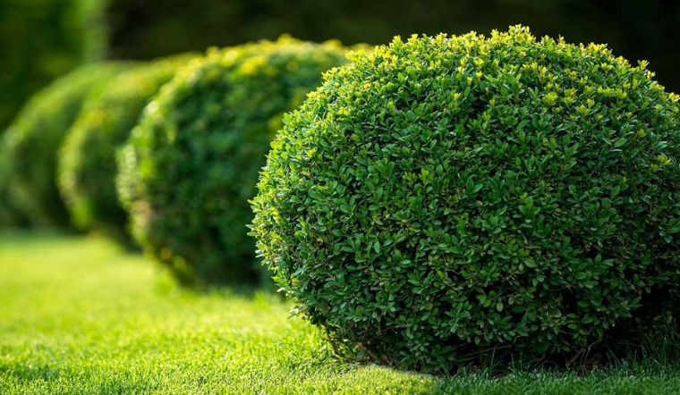 br/> Như đã nói, cây cảnh này có vai trò quan trọng trong đời sống văn hóa của người Việt. Trong phong thủy, cây ngâu đóng vai trò như một chiếc bình phong chấn thủy của cả căn nhà, giúp ngăn chặn và xua đuổi những làn khí xấu, tà ma.