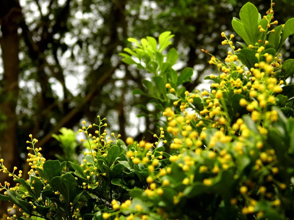  Hoa ngâu nhỏ li ti như hạt kê, giống như rắc vàng trên nền lá xanh, tỏa mùi thơm ngát, đặt trong nhà có tác dụng thanh lọc không khí. Hoa ngâu nhỏ nhưng tỏa ra hương thơm nồng nàn, có tác dụng thư giãn tinh thần, thời gian ra hoa dài, hầu như quan năm nên rất được mọi người ưa thích. 
