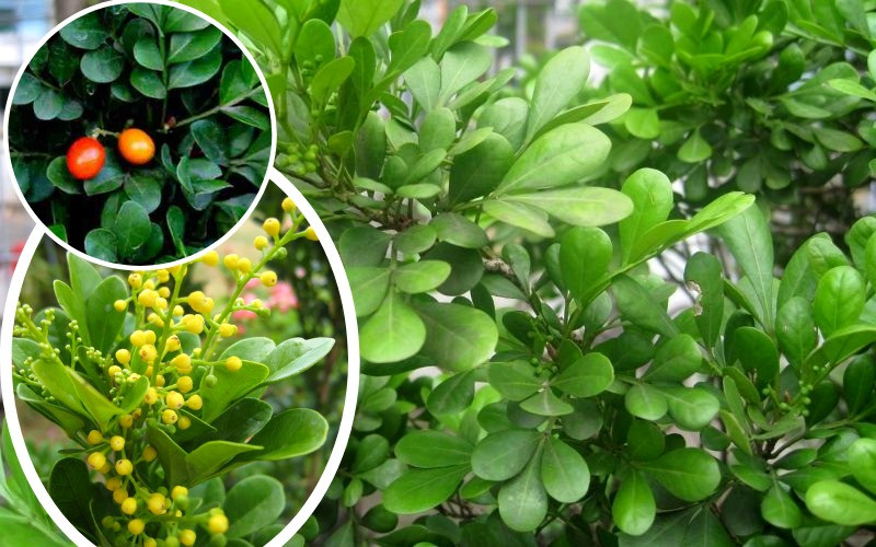 Loài hoa này chính là loài hoa 4 mùa. Thời kỳ ra hoa chính của chúng là từ tháng 5 đến tháng 10 hàng năm nhưng nếu khí hậu ấm áp, chúng nở hoa quanh năm, bất chấp mùa đông.