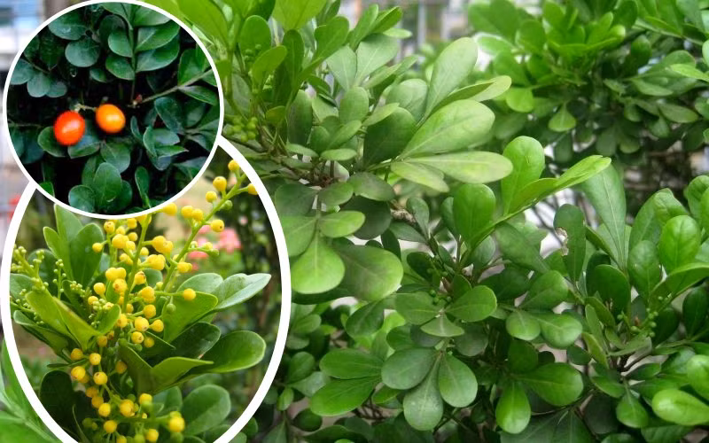 Loài hoa này chính là loài hoa 4 mùa. Thời kỳ ra hoa chính của chúng là từ tháng 5 đến tháng 10 hàng năm nhưng nếu khí hậu ấm áp, chúng nở hoa quanh năm, bất chấp mùa đông.