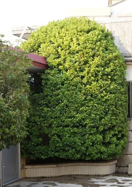  Hoa ngâu có mặt trên các mâm hoa cúng để tỏ lòng thành kính, thơm thảo với tổ tiên, Thần Phật. Hoa ngâu dùng để pha trà, làm túi thơm ướp quần áo...