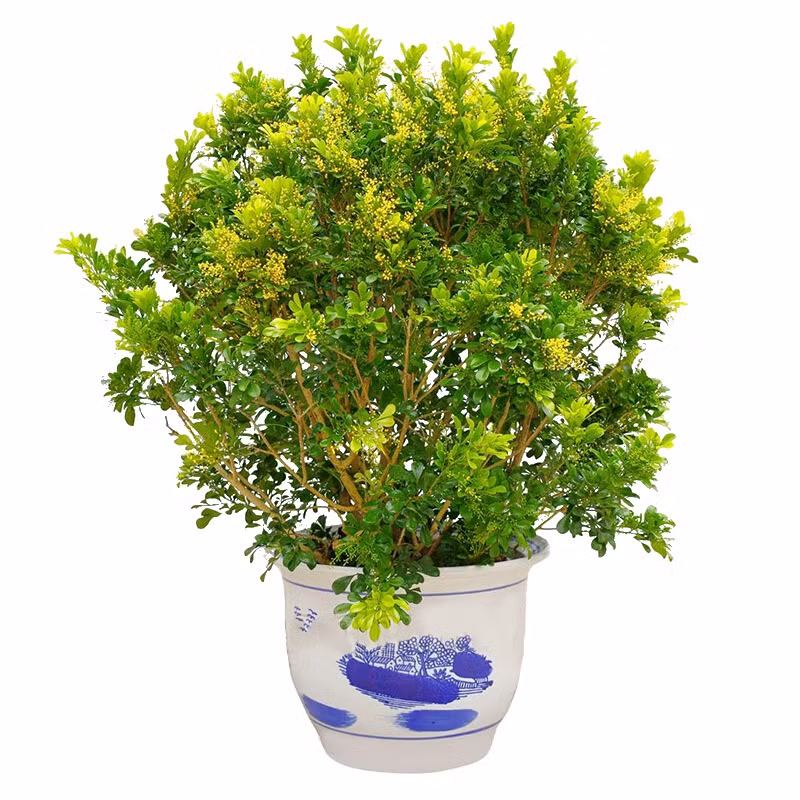  Cây ngâu hay còn được gọi là ngâu ta, tên tiếng Anh là Chinese perfume tree, Chinese rice flower, mock lemon, tên khoa học là Aglaia duperreana, thuộc họ xoan, chi gội. 