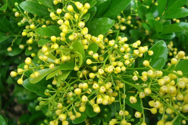 Bên cạnh đó, với sức sống dẻo dai, dồi dào và cành lá um tùm, xum xuê, cây ngâu sẽ mang đến cho gia đình bạn nhiều tài lộc, sung túc, ngoài ra còn giúp cuộc sống gia đình thêm an yên, hòa thuận và gắn bó với nhau.