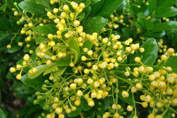 Bên cạnh đó, với sức sống dẻo dai, dồi dào và cành lá um tùm, xum xuê, cây ngâu sẽ mang đến cho gia đình bạn nhiều tài lộc, sung túc, ngoài ra còn giúp cuộc sống gia đình thêm an yên, hòa thuận và gắn bó với nhau.