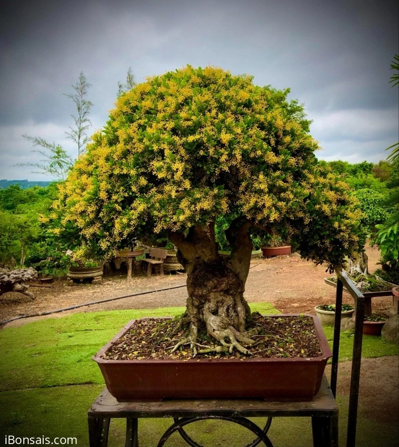  Ngôn ngữ hoa của hoa ngâu là "nếu có tình yêu và sự sống thì hoa sẽ nở rộ". Ngôn ngữ loài hoa này không chỉ phản ánh nét đặc trưng của hoa ngâu mà còn hàm chứa tinh thần cống hiến thầm lặng, cao quý.