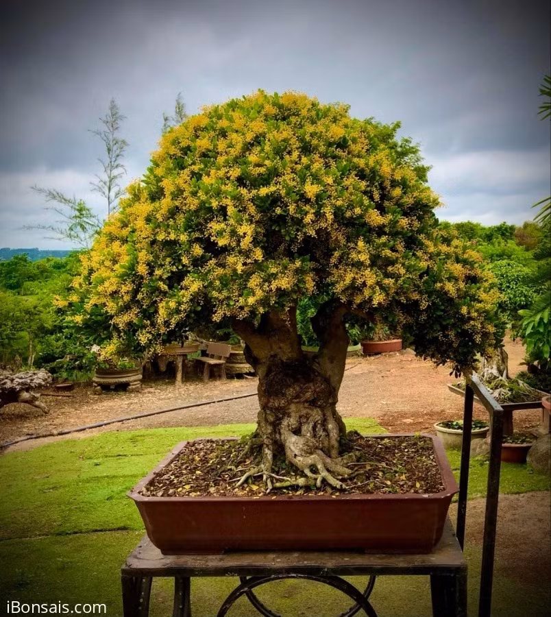  Ngôn ngữ hoa của hoa ngâu là "nếu có tình yêu và sự sống thì hoa sẽ nở rộ". Ngôn ngữ loài hoa này không chỉ phản ánh nét đặc trưng của hoa ngâu mà còn hàm chứa tinh thần cống hiến thầm lặng, cao quý.