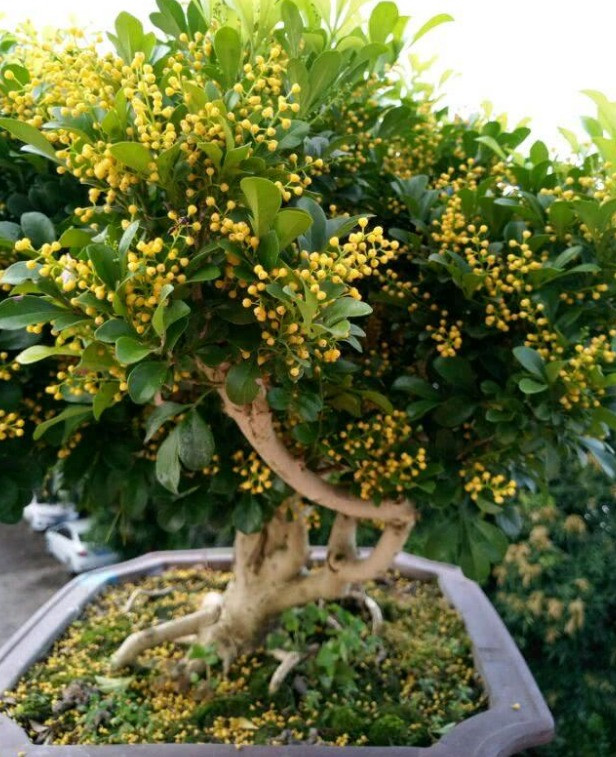 Mùi thơm của hoa ngâu rất nồng nàn. Hoa ngâu phơi khô còn là thức uống thơm mát, dưỡng nhan mà các bà các cô rất thích. Hơn nữa, cây cảnh này còn có ý nghĩa phong thủy rất đặc biệt. 