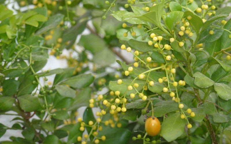 Đồng thời, cây cảnh này cũng thu hút thêm nhiều may mắn, vượng khí tốt và đồng thời cũng cân bằng nguồn năng lượng các mệnh của mọi thành viên trong gia đình.