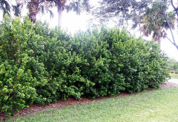  Thực chất, quê hương chính của ngâu cũng là ở Việt Nam. Cây cảnh này gắn bó với văn hóa của người nông dân xưa. Hầu hết các gia đình nông thôn đều trồng ngâu thành bụi hai bên cửa hoặc làm hàng rào. Đình chùa và các công trình văn hóa tín ngưỡng của người Việt cũng luôn có bóng dáng và hương thơm của hoa ngâu. 