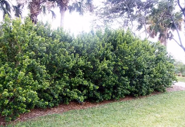  Thực chất, quê hương chính của ngâu cũng là ở Việt Nam. Cây cảnh này gắn bó với văn hóa của người nông dân xưa. Hầu hết các gia đình nông thôn đều trồng ngâu thành bụi hai bên cửa hoặc làm hàng rào. Đình chùa và các công trình văn hóa tín ngưỡng của người Việt cũng luôn có bóng dáng và hương thơm của hoa ngâu. 