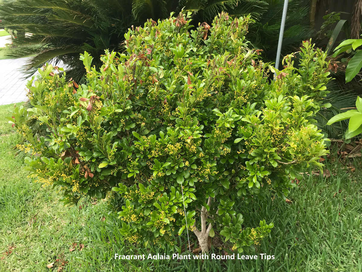 Đồng thời, lá của cây mọc xen kẽ nhau, mặt lá nhẵn bóng, viền nguyên vẹn mà không có răng cưa, khi mọc thì tạo thành một tán dày, um tùm và rất đẹp mắt.