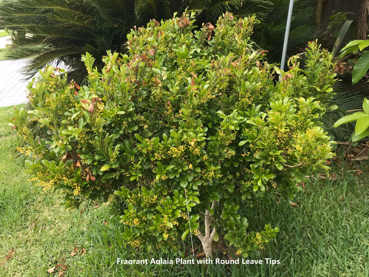 Đồng thời, lá của cây mọc xen kẽ nhau, mặt lá nhẵn bóng, viền nguyên vẹn mà không có răng cưa, khi mọc thì tạo thành một tán dày, um tùm và rất đẹp mắt.