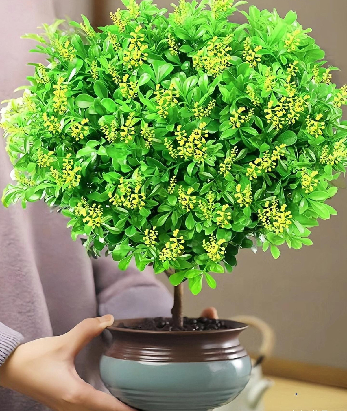 Ngoài ra, quả của cây ngâu có màu đỏ hoặc cam, kích thước cũng khá nhỏ và thường khó kết trái nếu trồng trong chậu. 