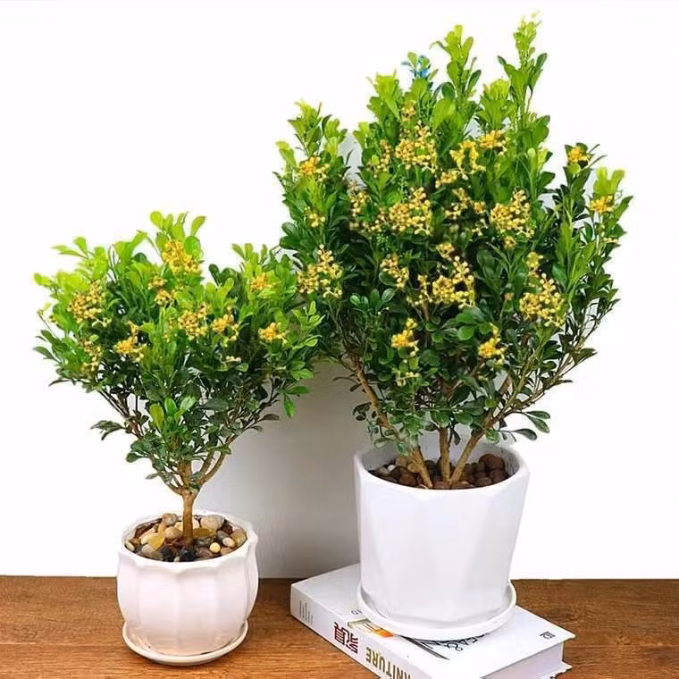 Mỗi bông hoa ngâu nhỏ nhắn và tinh tế, như những ngôi sao treo giữa những chiếc lá. Hoa vàng thơm thỏa, lá xanh thanh nhã, hoa ngâu không cạnh tranh với những loài hoa rực rỡ khác mà mang đến sự bình yên và dịu dàng, một sự quyến rũ thầm kín mà khó phai nhòa, như mùi hương của chúng vậy.