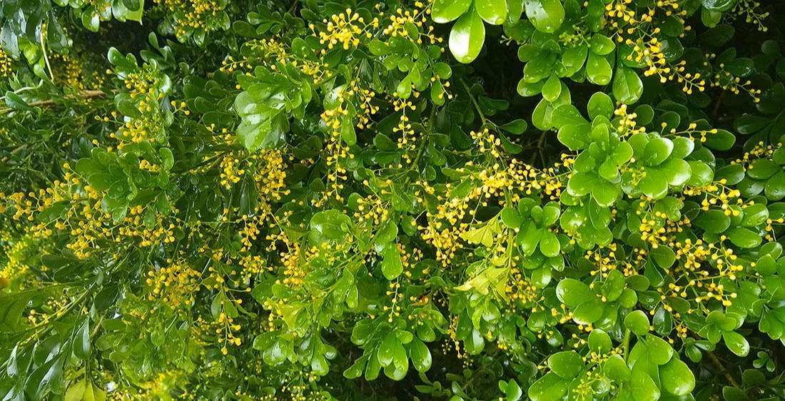  Ngâu là cây cảnh rất thường gặp ở các gia đình nông thôn xưa. Mọi người thích trồng ngâu làm cây cảnh, hàng rào, vừa có hàng rào xanh tươi đẹp vừa thưởng thức hoa thơm suốt 4 mùa.