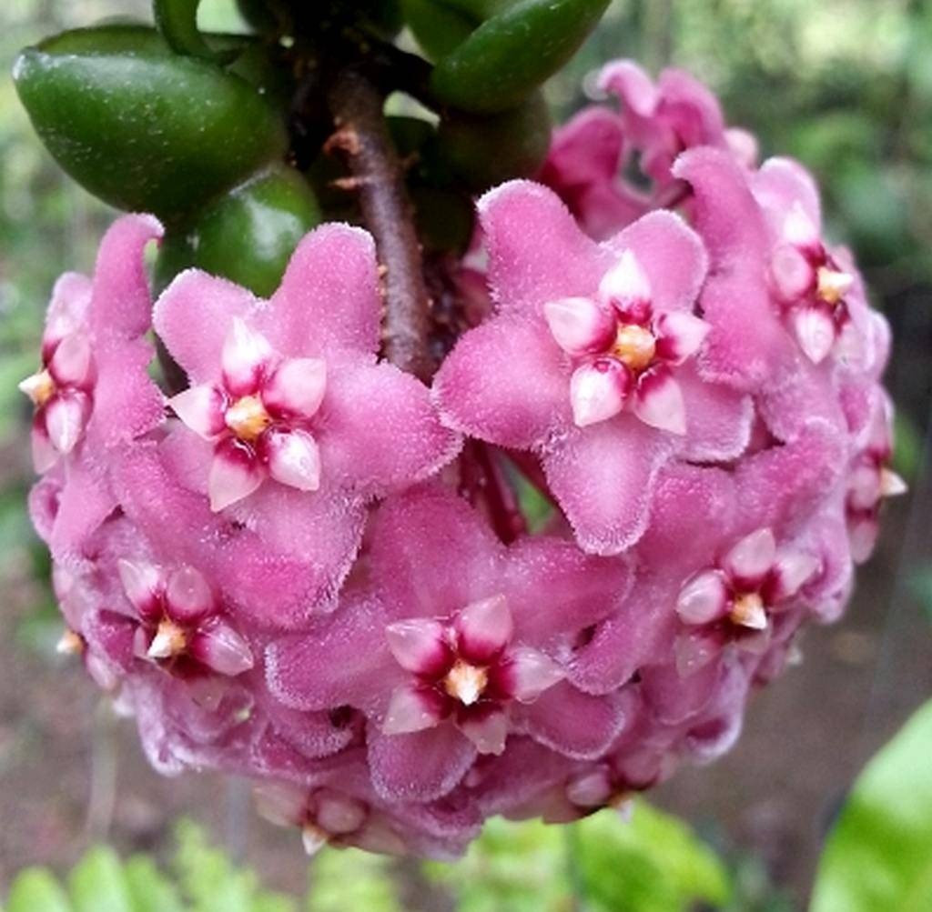 Cẩm cù lá xoắn hay còn gọi là lan anh đào, lan cẩm cù có nguồn gốc xuất xứ từ vùng Đông Nam Á và Úc, có tên khoa học là hoa Hoya Carnosa, thuộc họ Thiên lý. Loài hoa này cũng rất phát triển ở Việt Nam trải dài từ Bắc vào Nam có khoảng 40 loài và xuất hiện nhiều nhất là ở miền Trung. Ảnh minh họa uhlig-kakteen.