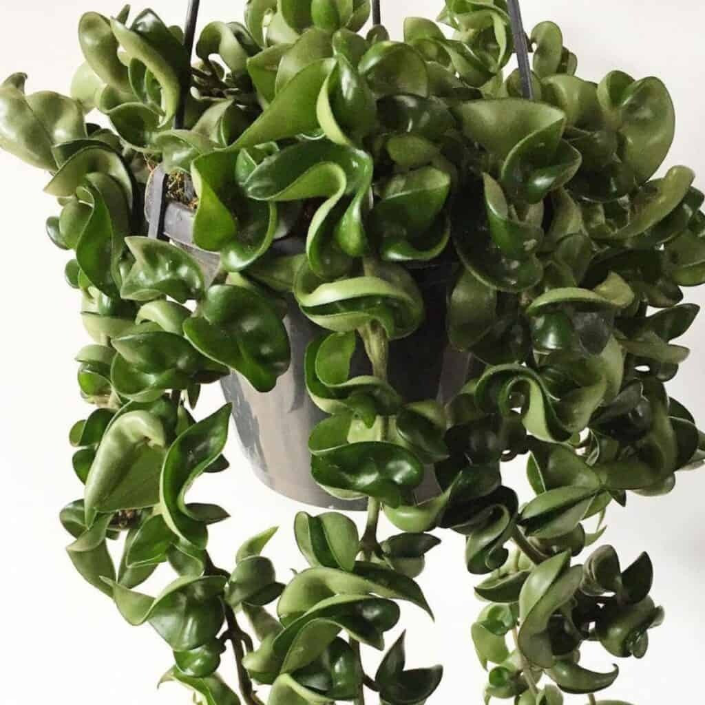 Trong đó, cẩm cù lá xoắn khá nổi tiếng trong giới chơi hoa. Những chiếc lá của cây cảnh này cuộn tròn, rất độc đáo. Cây cảnh này có vẻ ngoài "không giống ai", độc đáo, kỳ lạ, chiếm được cảm tình của nhiều người yêu cây. Ảnh minh họa plantcaretoday