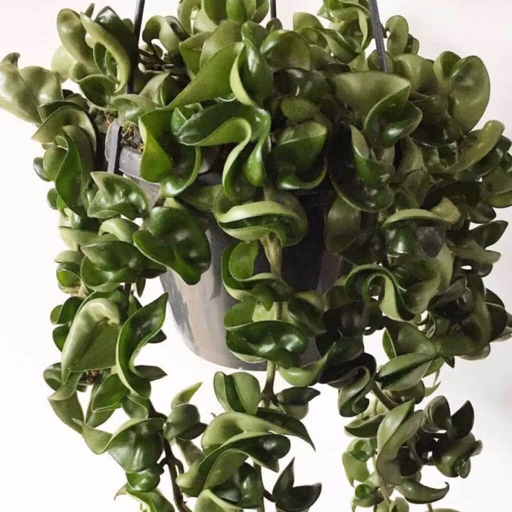 Trong đó, cẩm cù lá xoắn khá nổi tiếng trong giới chơi hoa. Những chiếc lá của cây cảnh này cuộn tròn, rất độc đáo. Cây cảnh này có vẻ ngoài "không giống ai", độc đáo, kỳ lạ, chiếm được cảm tình của nhiều người yêu cây. Ảnh minh họa plantcaretoday