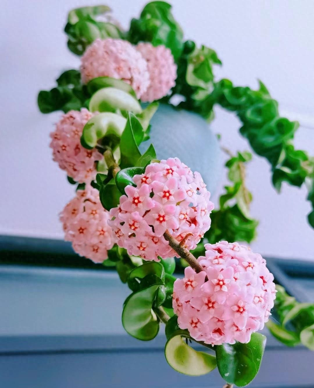 Cũng giống như nhiều loại cẩm cù khác, cẩm cù lá xoắn mang đến ý nghĩa yêu thương, tượng trưng cho sự tròn đầy viên mãn, nên rất phù hợp để bạn tặng cho những người thân yêu quý của mình vào các dịp đặc biệt. Ảnh minh họa Toutiao