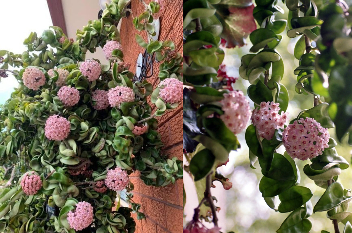 Cẩm cù thuộc loại cây dây leo mềm dẻo, sống lâu năm, có chiều cao trung bình từ 4-7m. Lá có hình bầu dục và đầu hơi thuôn nhọn. Hoa có dạng hình cầu, nở thành chùm hình ngôi sao 5 cánh rất đẹp và có hương thơm dễ chịu. Hoa lại còn rất lâu tàn trung bình từ 7-10 ngày. Ảnh minh họa tropicsathome 