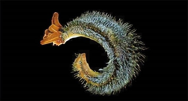 Loai sinh vat chiu nhiet gioi nhat the gioi: Nui lua phun trao van song-Hinh-2