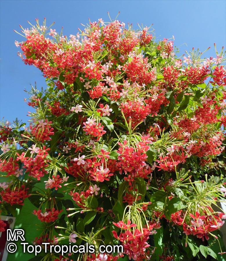 Dù mang tên "quân tử" nhưng cây cảnh này lại mang vẻ đẹp yêu kiều, hương thơm ngọt ngào quyến rũ. Nếu bạn đang muốn chọn 1 dàn hoa leo tươi tốt, hoa nổi bật, ít cần chăm sóc thì sử quân tử là lựa chọn hàng đầu. Ảnh minh họa Toptropicals