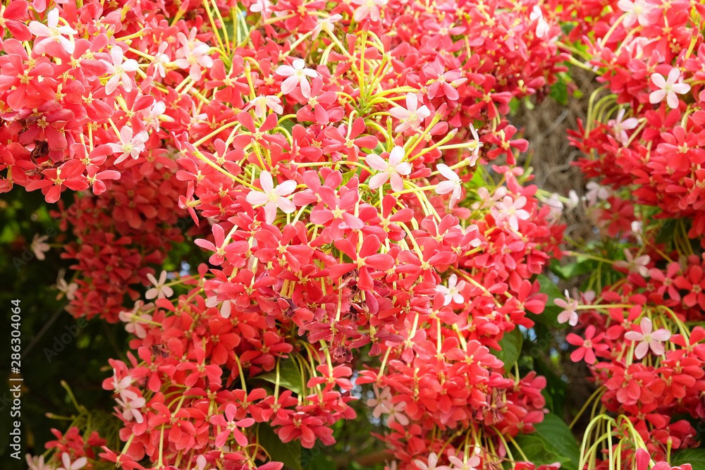 Đây là cây cảnh dân dã được nhiều gia đình ở nông thôn trồng. Chúng có thể leo trèo tạo thành các cổng vòm đẹp, tạo bóng mát, cho hoa đẹp và hương thơm ngào ngạt. Mùi thơm ngọt ngào của sử quân tử đánh thức ký ức của mỗi người về những kỷ niệm đẹp đẽ. Ảnh minh họa stock.adobe