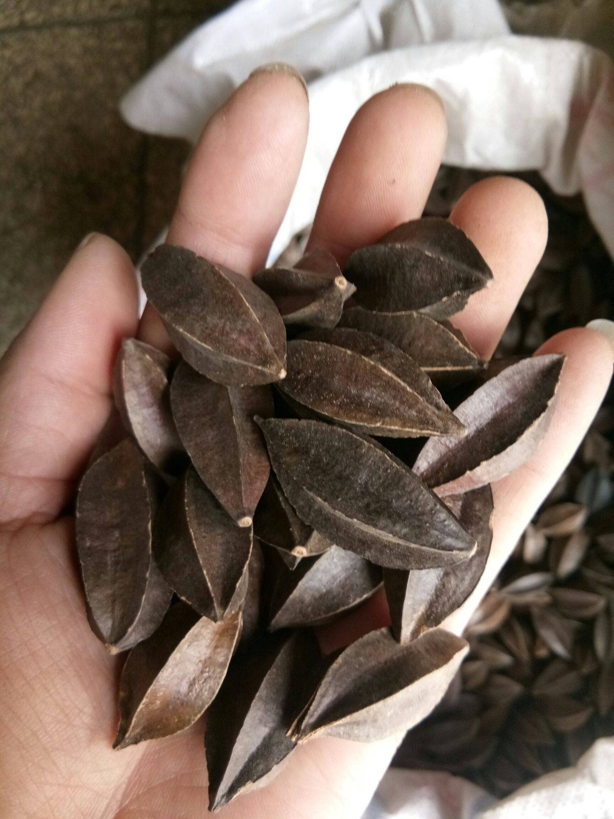  Trong Đông y, sử quân tử không chỉ có tác dụng xua đuổi ký sinh trùng mà còn có tác dụng giảm ho, bồi bổ lá lách, chống viêm dạ dày. Ngôn ngữ hoa của sử quân tử là "Tôi chúc bạn sức khỏe". Cây cảnh dân dã bình thường này lại chữa đựng phước lành và ý nghĩa sâu sắc. Ảnh minh họa Toutiao 