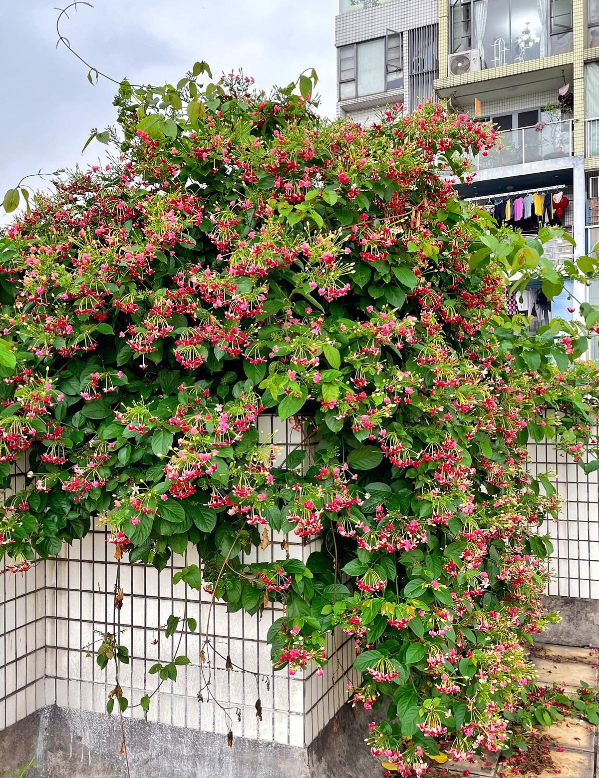 Những bông hoa nở rộ trên đầu, nhỏ nhắn, duyên dáng, hoa có năm cánh, cuống mảnh mai, giống như thiếu nữ xinh đẹp đang cúi đầu thẹn, rủ từ trên cao nhìn xuống người phía dưới. Nó giống như pháo hoa đặt riêng cho người qua đường, lời chào mừng hân hoan, nồng nhiệt. Ảnh minh họa Toutiao.