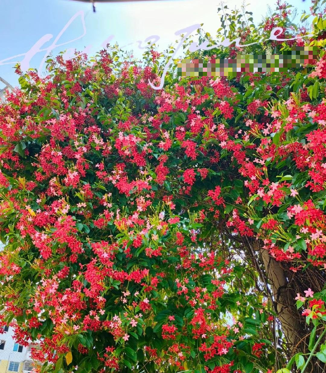  Cây cảnh có thể sống trong bất cứ điều kiện môi trường và khí hậu, hoa vẫn vườn mình sống xanh tốt và cho ra những chùm hoa đẹp, xinh xắn, thu hút mọi ánh nhìn. Ảnh minh họa Toutiao 