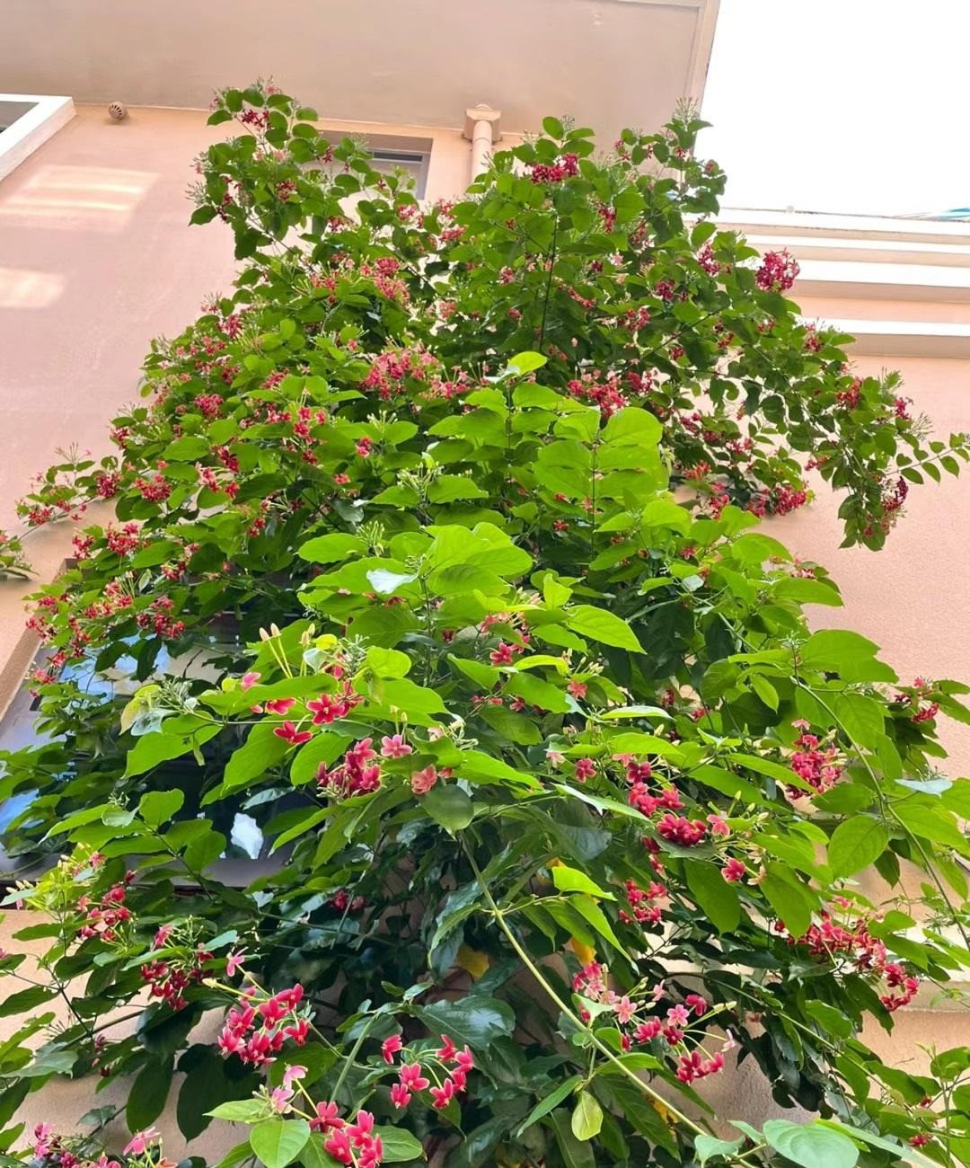 Cây cảnh cũng mang lại năng lượng tích cực, thích hợp cho những gia chủ muốn cải thiện nguồn năng lượng cho không gian sống của nhà mình.Cây cảnh này thích môi trường ấm áp. Ảnh minh họa Toutiao 