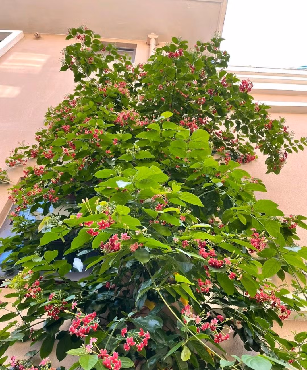 Cây cảnh cũng mang lại năng lượng tích cực, thích hợp cho những gia chủ muốn cải thiện nguồn năng lượng cho không gian sống của nhà mình.Cây cảnh này thích môi trường ấm áp. Ảnh minh họa Toutiao 